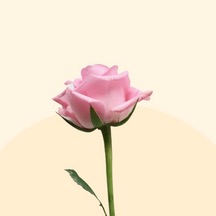Százlevelű rózsaszirom